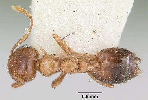 Crematogaster sewellii specimen CASENT0101632 image casent0101632_1