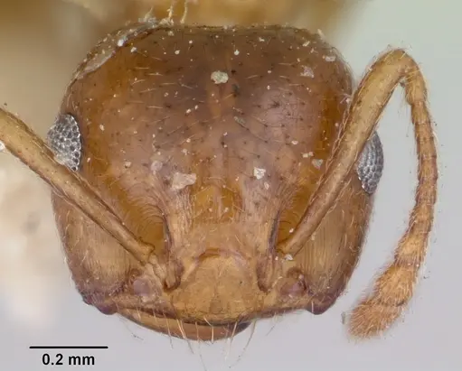 Crematogaster sewellii specimen CASENT0101632 image casent0101632_2