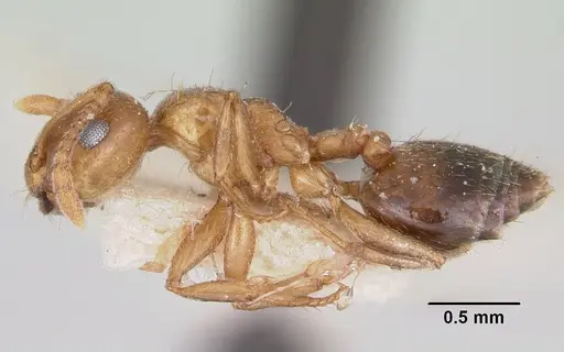 Crematogaster sewellii specimen CASENT0101632 image casent0101632_3