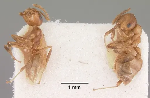 Crematogaster sewellii specimen CASENT0102294 image casent0102294_2