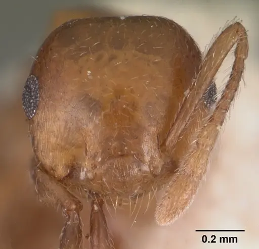 Crematogaster sewellii specimen CASENT0102294 image casent0102294_3