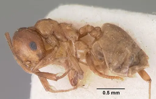 Crematogaster sewellii specimen CASENT0102294 image casent0102294_4