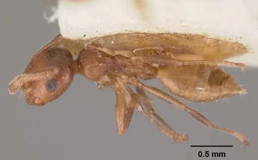 Crematogaster sewellii specimen CASENT0102295 image casent0102295_1
