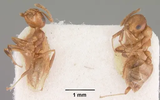 Crematogaster sewellii specimen CASENT0102295 image casent0102295_2