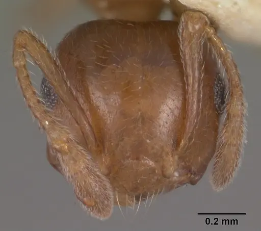 Crematogaster sewellii specimen CASENT0102295 image casent0102295_3