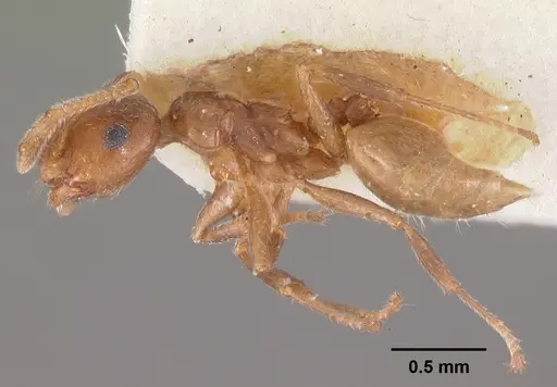 Crematogaster sewellii specimen CASENT0102295 image casent0102295_4