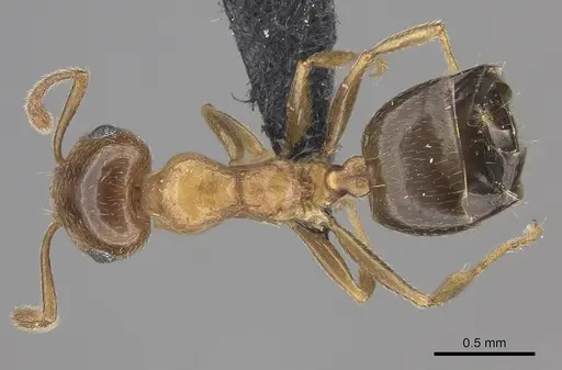 Crematogaster sewellii specimen CASENT0120975 image casent0120975_1