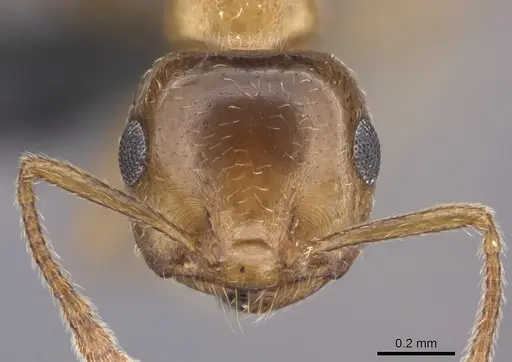 Crematogaster sewellii specimen CASENT0120975 image casent0120975_2