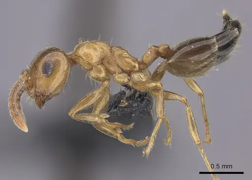 Crematogaster sewellii specimen CASENT0120975 image casent0120975_3