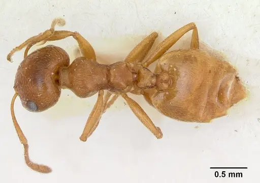 Crematogaster sewellii specimen CASENT0173206 image casent0173206_1