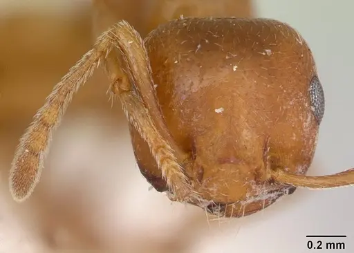 Crematogaster sewellii specimen CASENT0173206 image casent0173206_2