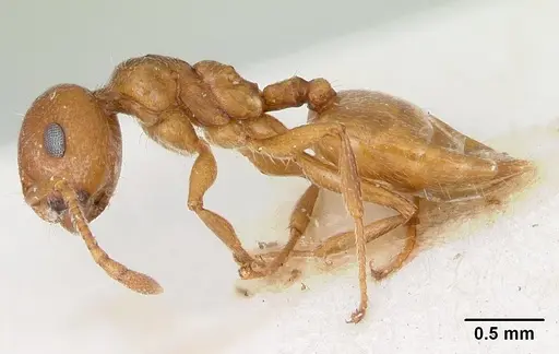 Crematogaster sewellii specimen CASENT0173206 image casent0173206_3