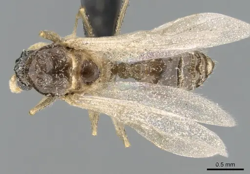 Crematogaster sewellii specimen CASENT0317761 image casent0317761_1