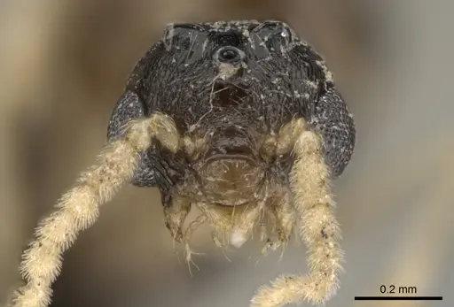 Crematogaster sewellii specimen CASENT0317761 image casent0317761_2