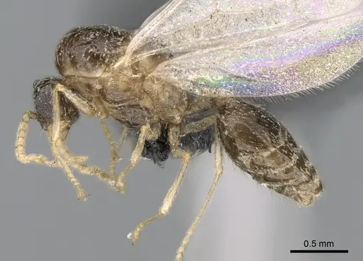 Crematogaster sewellii specimen CASENT0317761 image casent0317761_3
