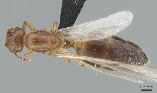 Crematogaster sewellii specimen CASENT0496779 image casent0496779_1