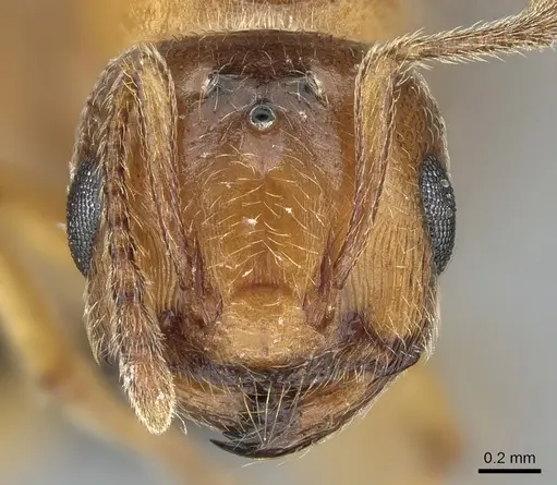 Crematogaster sewellii specimen CASENT0496779 image casent0496779_2