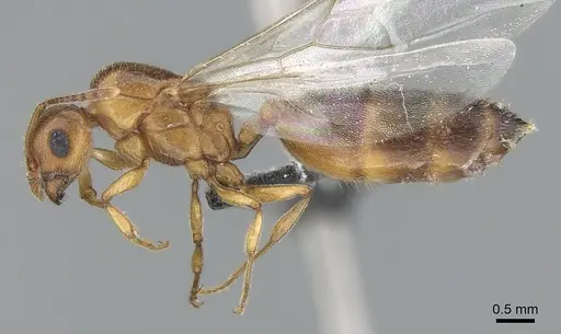 Crematogaster sewellii specimen CASENT0496779 image casent0496779_3