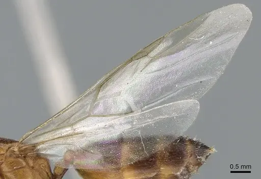 Crematogaster sewellii specimen CASENT0496779 image casent0496779_4