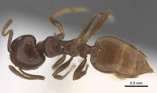 Crematogaster sewellii specimen CASENT0919674 image casent0919674_1