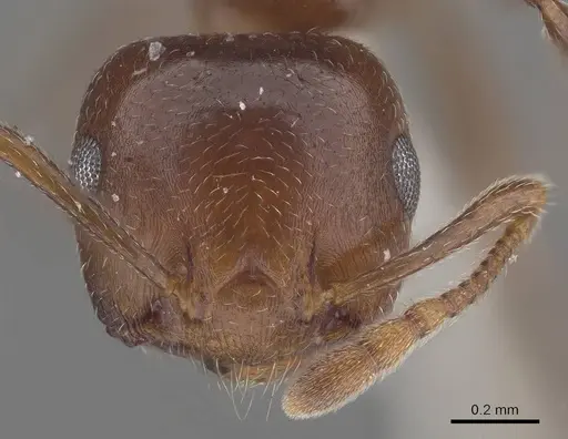 Crematogaster sewellii specimen CASENT0919674 image casent0919674_2