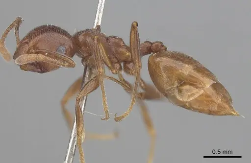 Crematogaster sewellii specimen CASENT0919674 image casent0919674_3