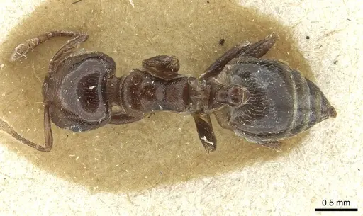 Crematogaster sewellii specimen RMCAENT000017765 image rmcaent000017765_1