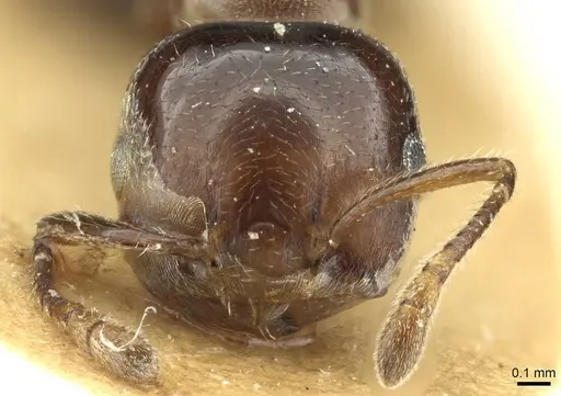 Crematogaster sewellii specimen RMCAENT000017765 image rmcaent000017765_2