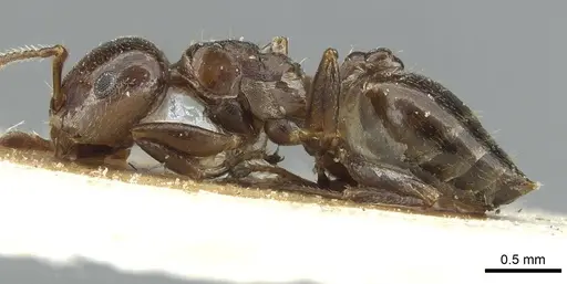 Crematogaster sewellii specimen RMCAENT000017765 image rmcaent000017765_3