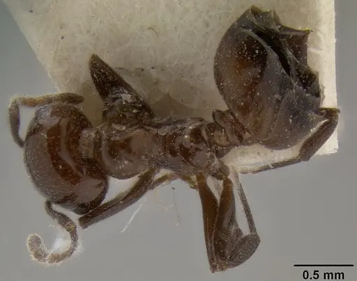 Crematogaster sikkimensis specimen CASENT0171225 image casent0171225_1