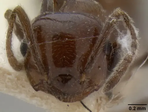 Crematogaster sikkimensis specimen CASENT0171225 image casent0171225_2