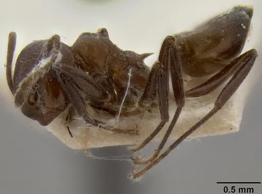 Crematogaster sikkimensis specimen CASENT0171225 image casent0171225_3