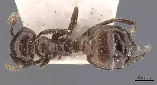 Crematogaster sikkimensis specimen CASENT0907513 image casent0907513_1