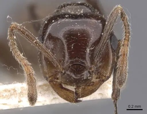 Crematogaster sikkimensis specimen CASENT0907513 image casent0907513_2