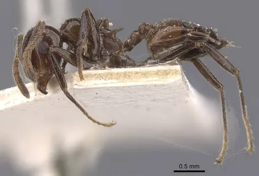 Crematogaster sikkimensis specimen CASENT0907513 image casent0907513_3