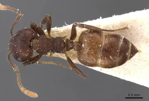 Crematogaster similis specimen CASENT0908615 image casent0908615_1