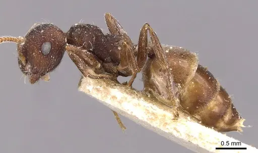 Crematogaster similis specimen CASENT0908615 image casent0908615_3
