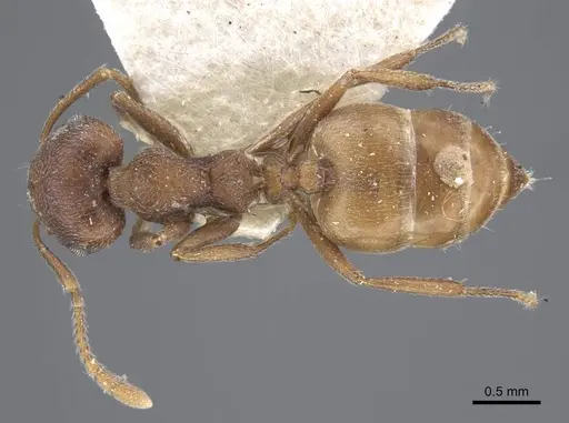 Crematogaster similis specimen CASENT0916985 image casent0916985_1