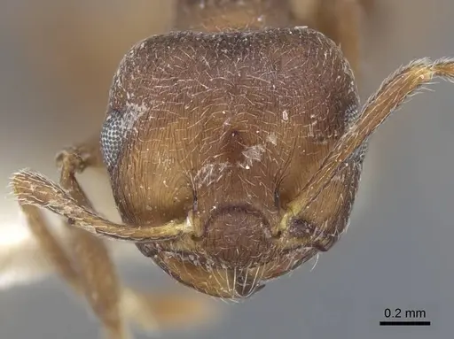 Crematogaster similis specimen CASENT0916985 image casent0916985_2