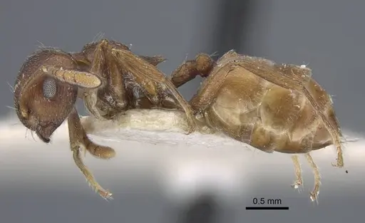 Crematogaster similis specimen CASENT0916985 image casent0916985_3