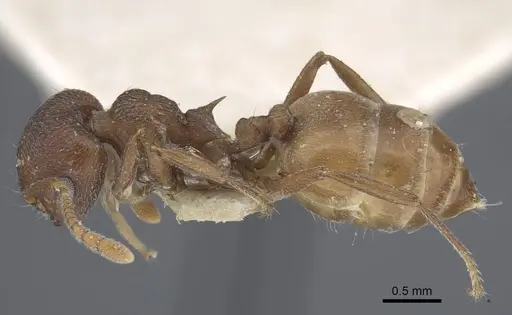 Crematogaster similis specimen CASENT0916985 image casent0916985_4