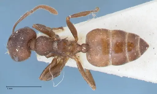 Crematogaster similis specimen FOCOL1522 image focol1522_1