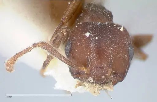 Crematogaster similis specimen FOCOL1522 image focol1522_2