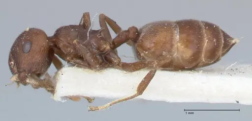 Crematogaster similis specimen FOCOL1522 image focol1522_3
