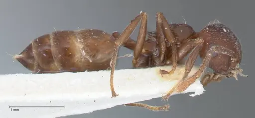 Crematogaster similis specimen FOCOL1522 image focol1522_4