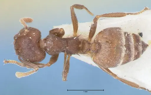 Crematogaster similis specimen FOCOL1523 image focol1523_1