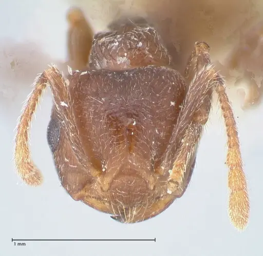 Crematogaster similis specimen FOCOL1523 image focol1523_2