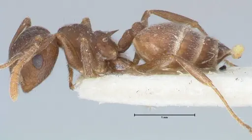 Crematogaster similis specimen FOCOL1523 image focol1523_3