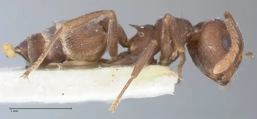 Crematogaster similis specimen FOCOL1523 image focol1523_4