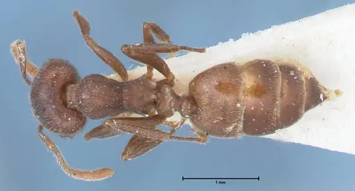 Crematogaster similis specimen FOCOL1524 image focol1524_1